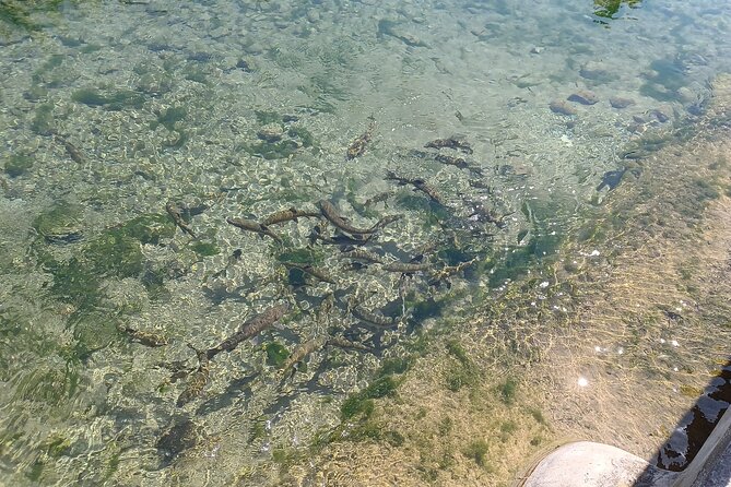 A day tour in Montanejos hot springs. - The return to Valencia: wrap-up without stress