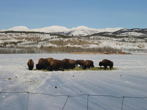 Arctic Day: Yukon Wildlife & Hot Springs Tour | half day - Key highlights you will care about