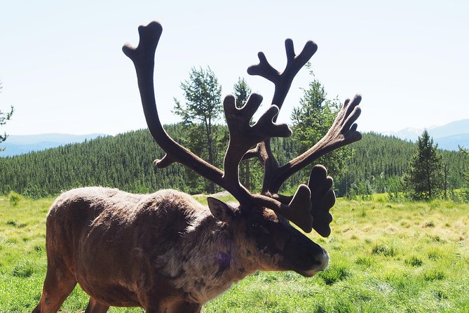 Arctic Day: Yukon Wildlife & Hot Springs Tour | half day - Sternwheeler pickup and a tight 5-hour plan
