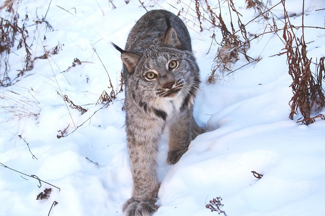 Arctic Day: Yukon Wildlife & Hot Springs Tour | half day - Timing, group size, and what makes the experience feel personal