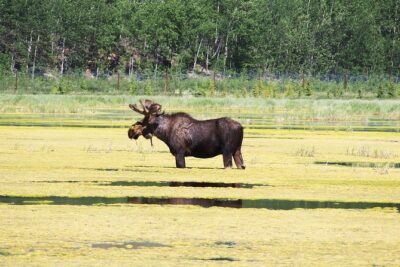 Arctic Day: Yukon Wildlife & Hot Springs Tour | half day - Yukon Wildlife Preserve: native animals, big spaces, and real rescue work