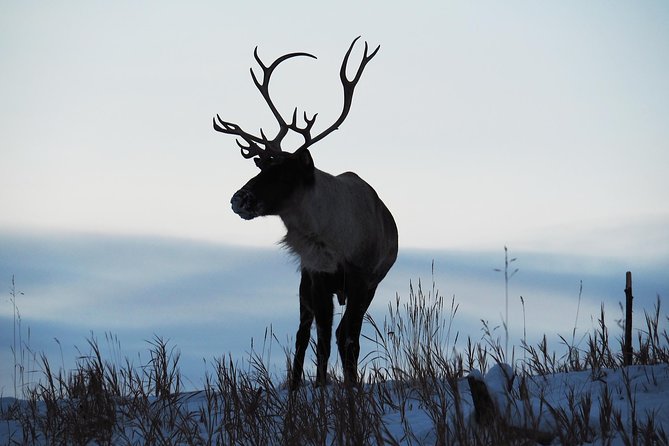 Arctic Day: Yukon Wildlife & Hot Springs Tour | half day - Tips that make the day smoother (and cheaper stress)