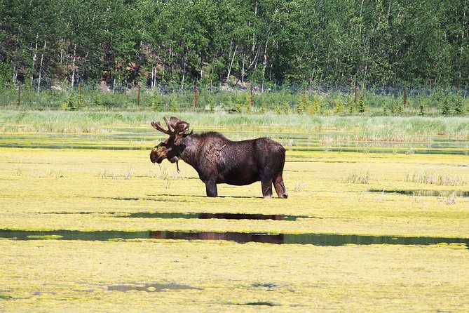 Arctic Day: Yukon Wildlife & Hot Springs Tour | half day - Yukon Wildlife Preserve: native animals, big spaces, and real rescue work