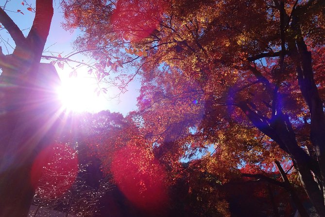 Full Day Hiking Tour at Mt.Takao including Hot Spring - Trail Choices: How Fitness-Friendly This Really Is