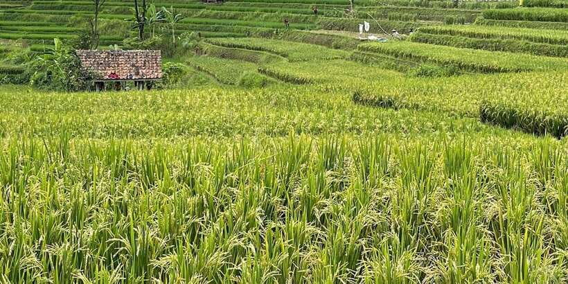 Jakarta: Volcano, Tea/Rice Fields, Hot Spring, Local Food - Lembang coffee and tea in active-volcano country: what you should actually watch for
