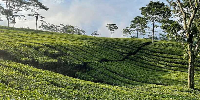 Jakarta: Volcano, Tea/Rice Fields, Hot Spring, Local Food - Lunch, coffee breaks, and small-group flow: where the day can feel great or rushed