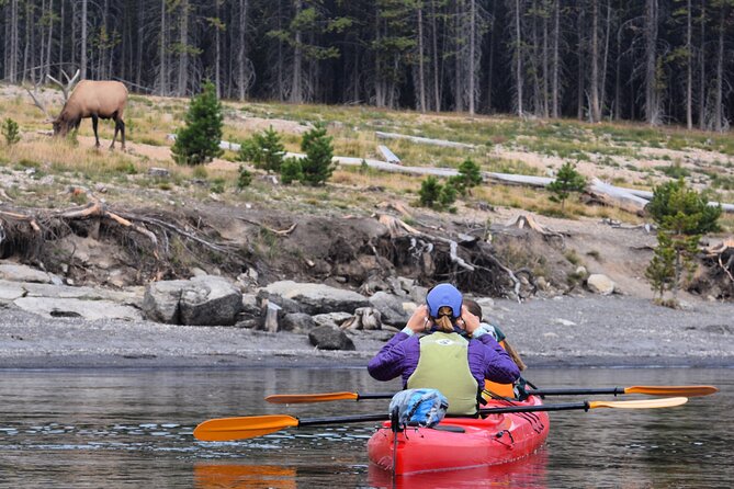 Lake Yellowstone Half Day Kayak Tours Past Geothermal Features - Wildlife Watching Without the Guesswork