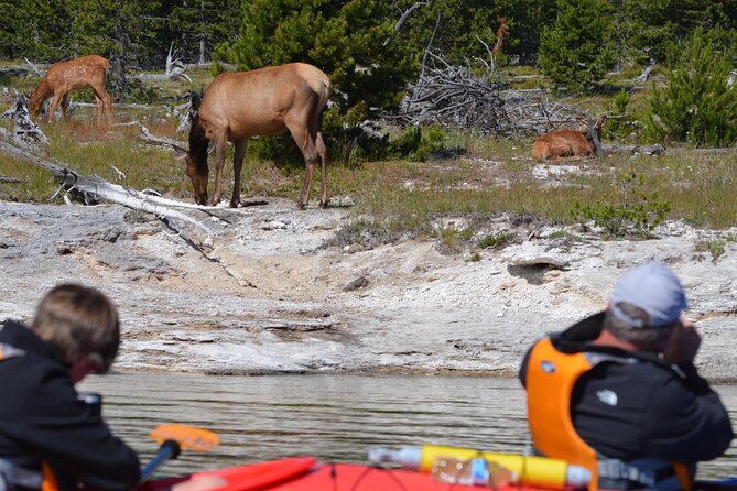 Lake Yellowstone Half Day Kayak Tours Past Geothermal Features - Who This Tour Fits Best