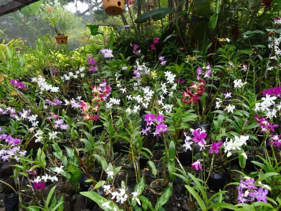 Nadi: Garden Village Hot Spring & Temple Highlights Tour - Key highlights worth planning around