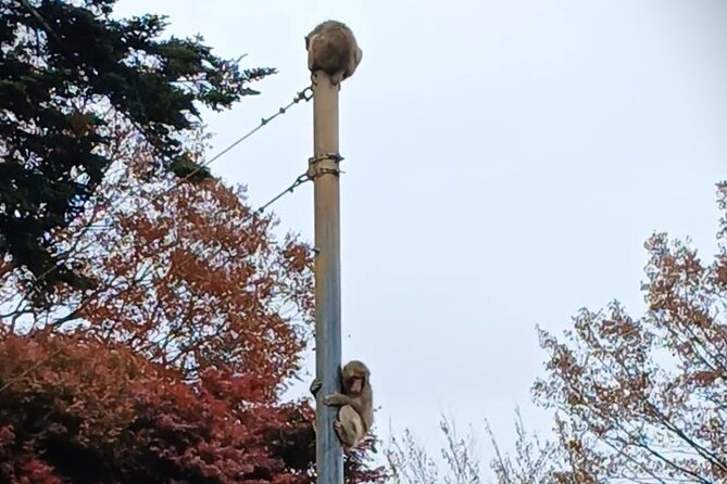 Tokyo: Mt. Takao Tour with Ramen and Tattoo-Okay Hot Spring - Monkeys, Gardens, and the Route Toward the Peak