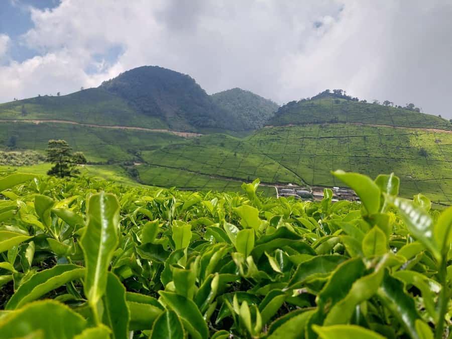 Volcano, Hot Spring, Mud Bath & Tea plantation all included - Rancabali Tea Resort: your 30-minute taste of working plantations