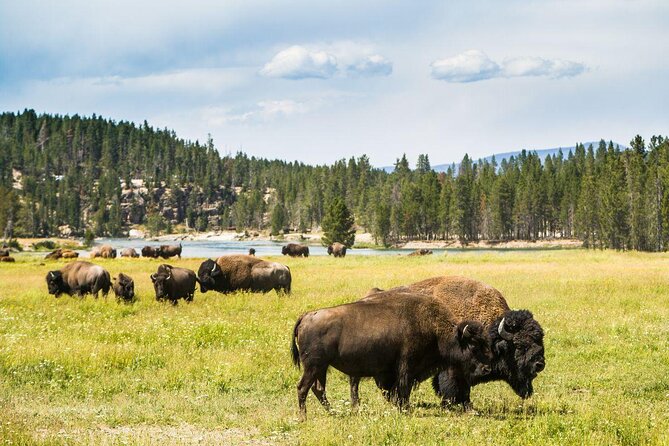 Yellowstone Lower Loop Tour | Wildlife & Hot Springs | PRIVATE - Key highlights to know before you go
