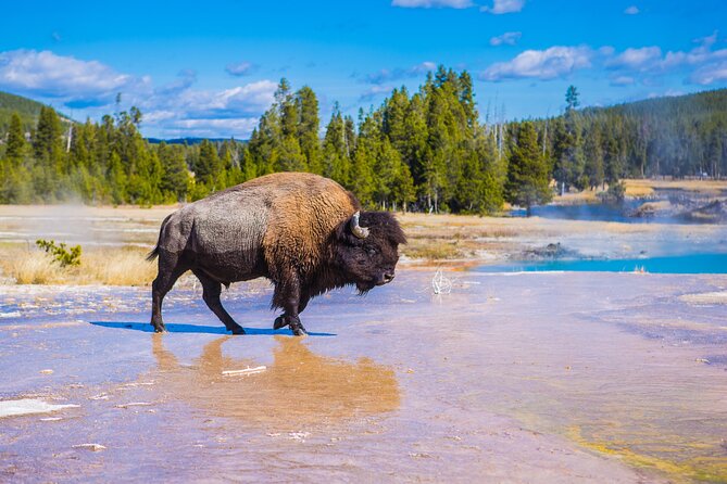 Yellowstone Lower Loop Tour | Wildlife & Hot Springs | PRIVATE - A Private Yellowstone Lower Loop Day, Starting at 6:00 am