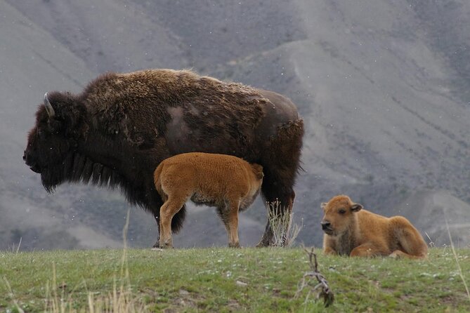 Yellowstone Lower Loop Tour | Wildlife & Hot Springs | PRIVATE - Grand Canyon of the Yellowstone: Lower Falls and Viewpoints