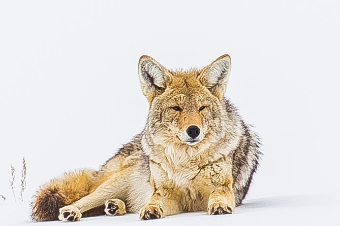 Yellowstone Lower Loop Tour | Wildlife & Hot Springs | PRIVATE - Hayden Valley: Where Wildlife Shows Up More Than You’d Expect